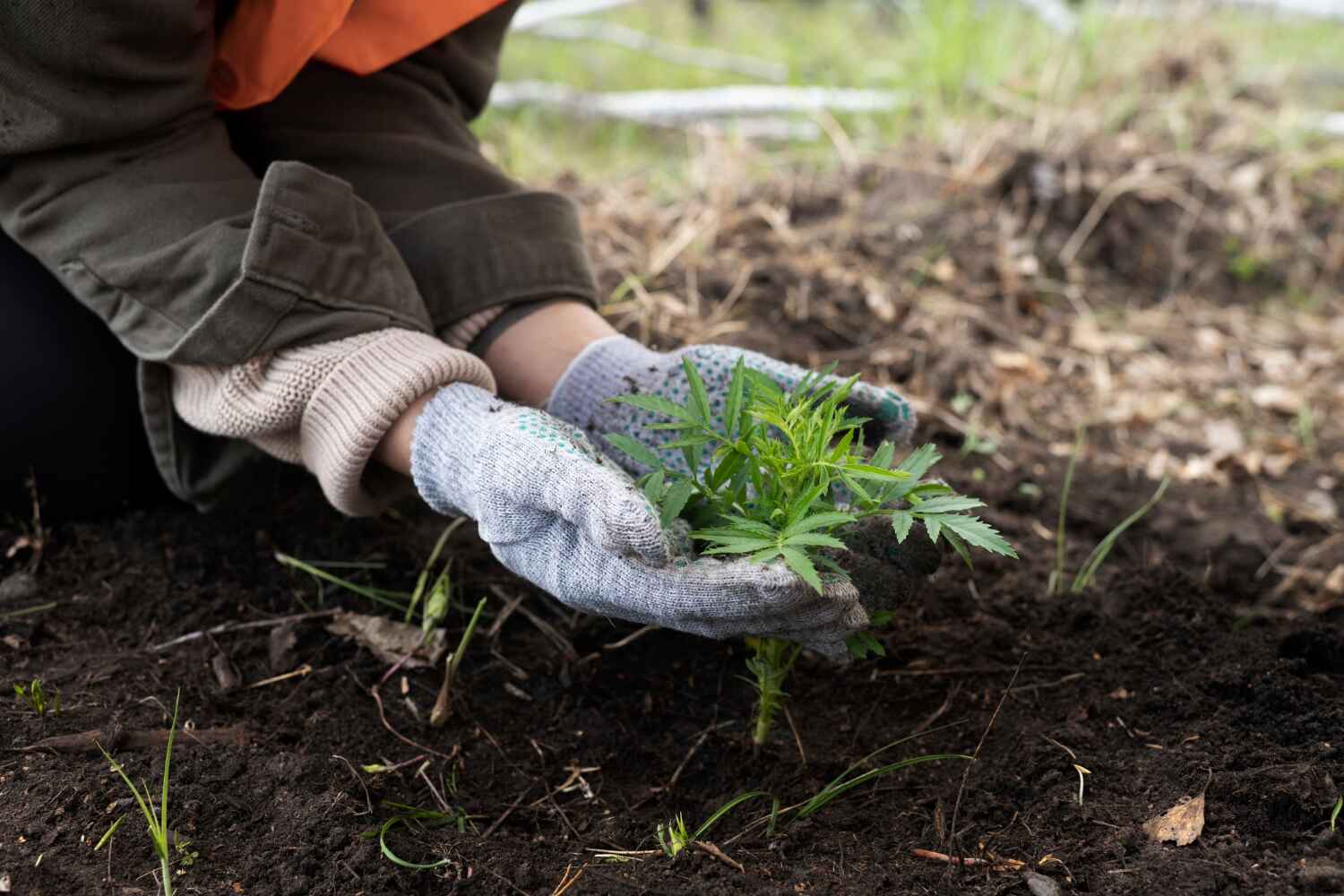 Best Tree Root Removal  in Poinciana, FL